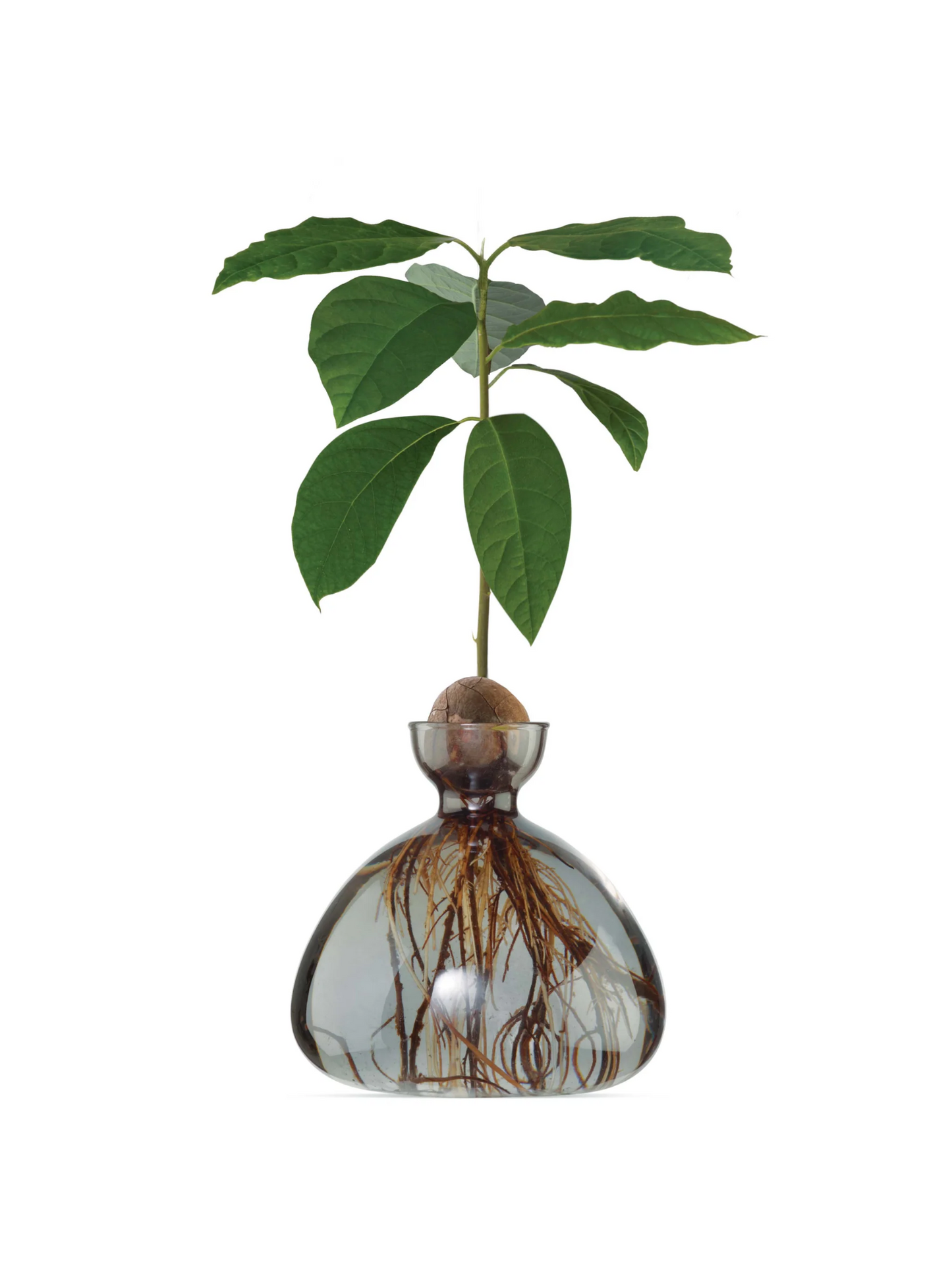 VASE AVOCAT - GRIS FUMÉE