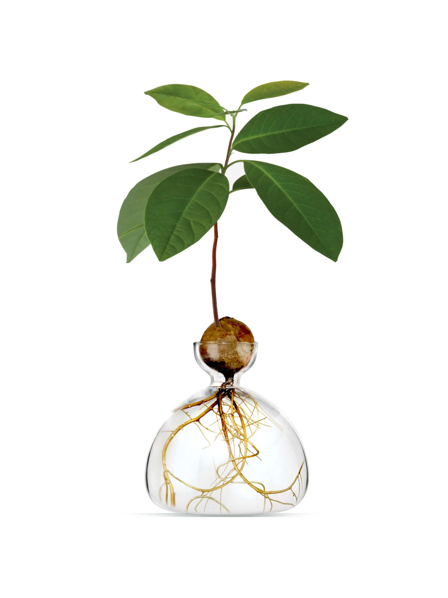 VASE AVOCAT - TRANSPARENT